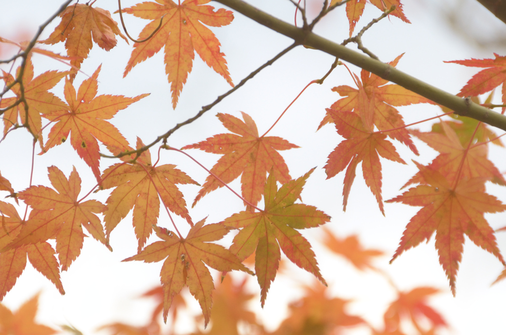 河内藤園2021　11月　秋彩