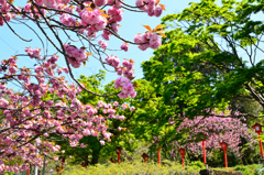 足立山妙見宮2021　春　八重桜①