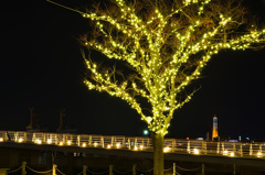 門司港レトロ2019　12月　桜の木＆ハネ橋