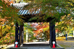 秋月2021　晩秋-06　黒門と紅葉