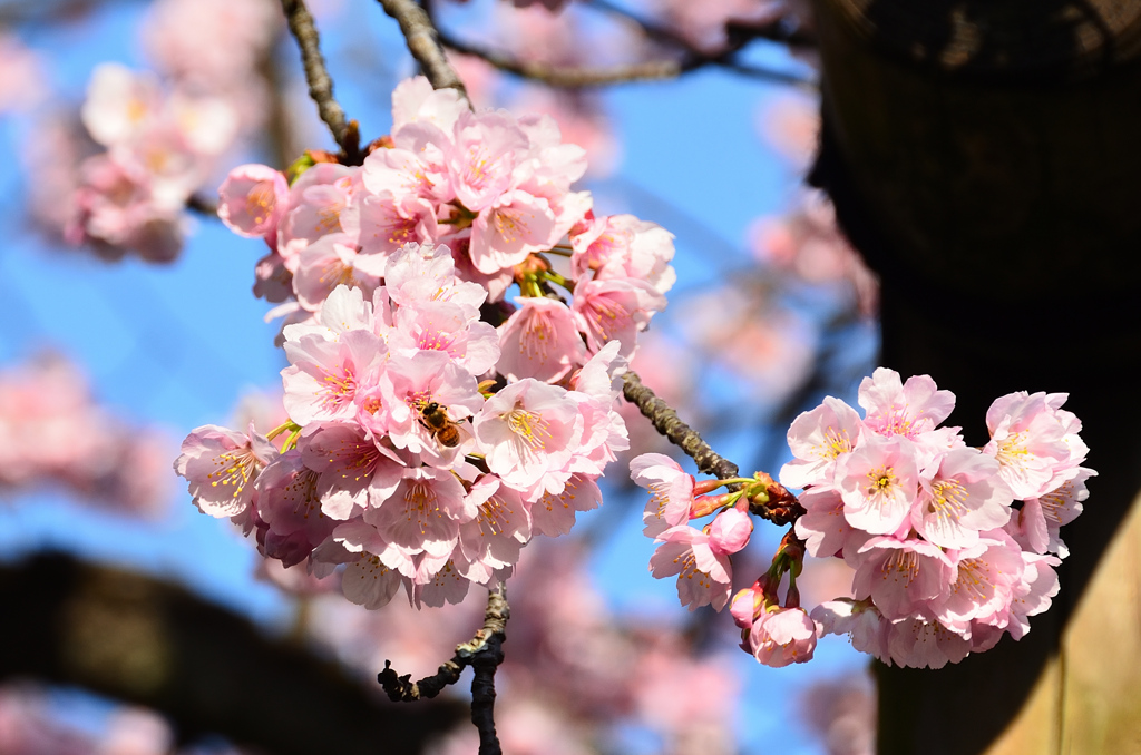 宮地嶽神社2021　2月　桜＆ミツバチ