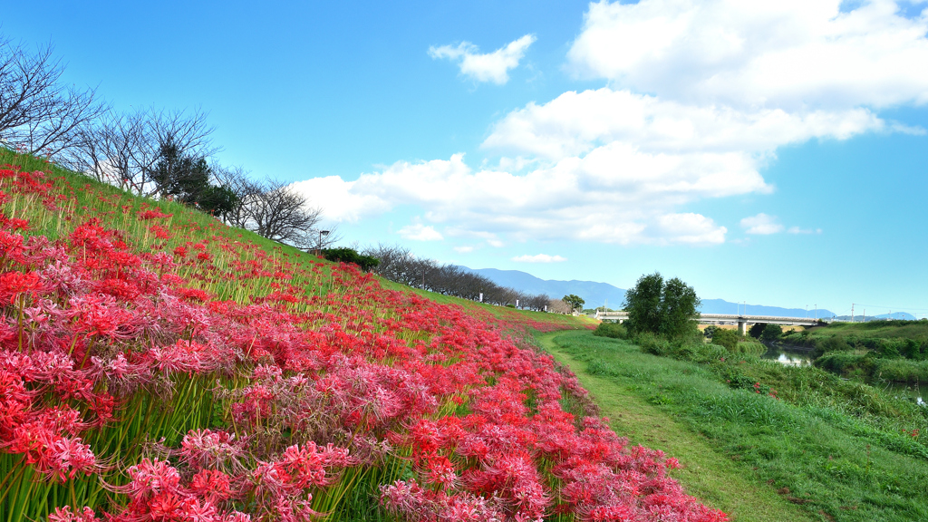 犬鳴川河川公園2023-2　曼殊沙華①