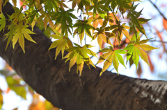 小倉城2022　秋-01　もみじ彩変わり中