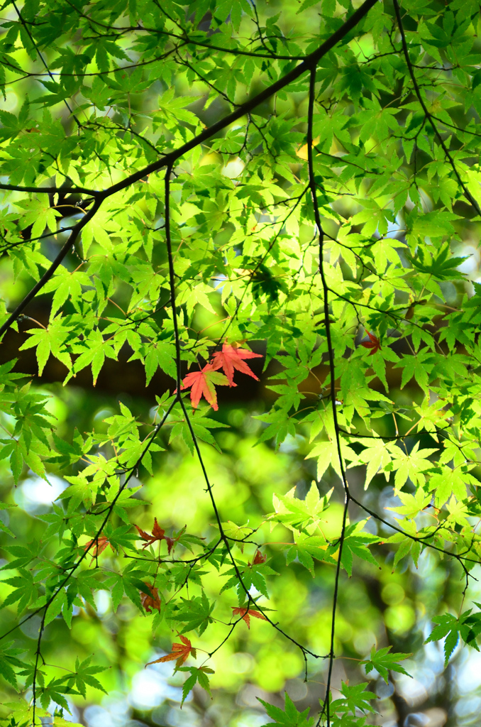 足立公園2020　11月-2　紅葉の始まり②