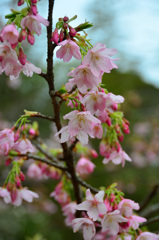白野江2020　1月　寒桜②