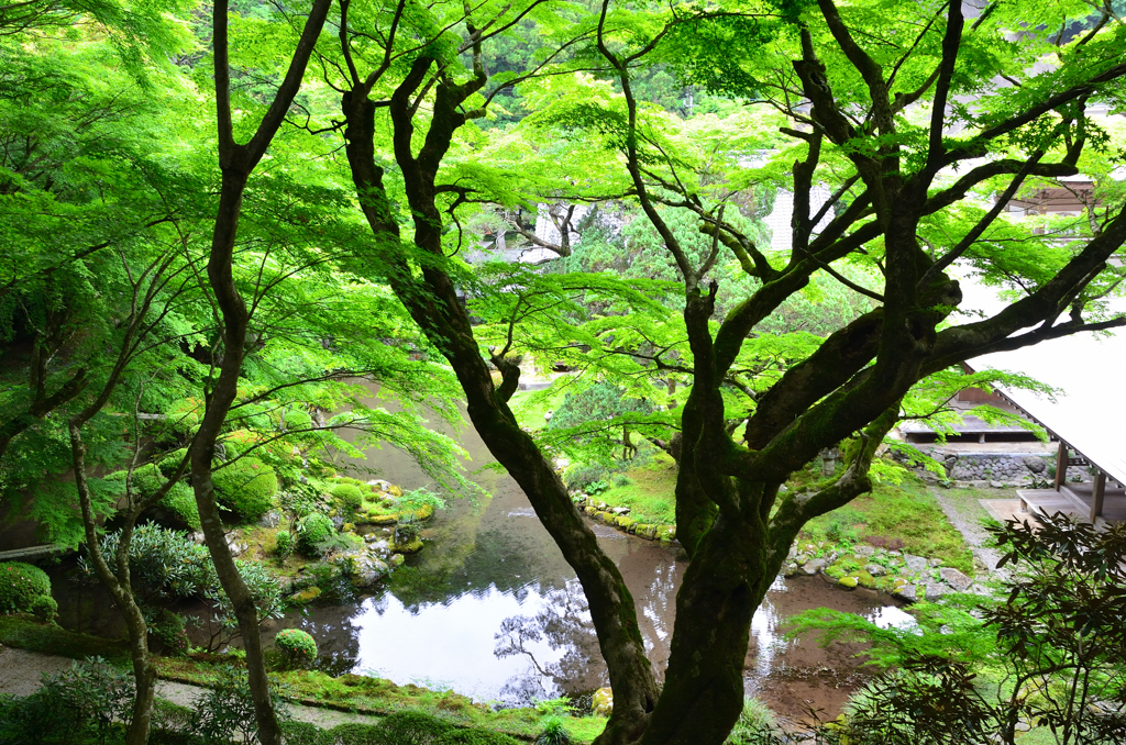 雷山千如寺2022　6月　庭園　心字池②　