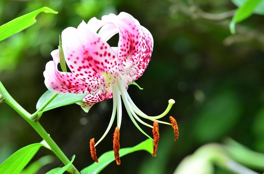 白野江2022　7月-6　カノコユリ