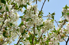 白野江2021　3月　桜　大島桜