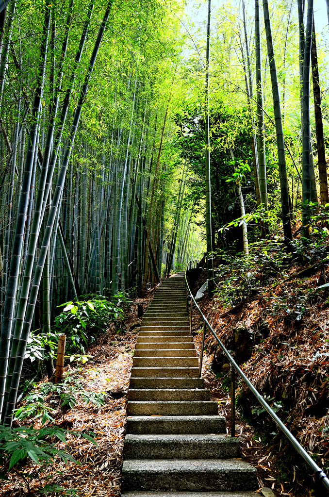 神竜八大竜王神社2022　参道