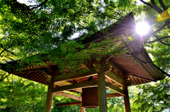 呑山観音寺2023　6月-2　青モミジに包まれる鐘楼