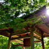 呑山観音寺2023　6月-2　青モミジに包まれる鐘楼