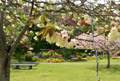 白野江2021　4月-2　桜　鬱金