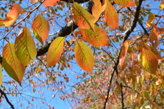 小倉城2022　秋-02　桜葉紅葉