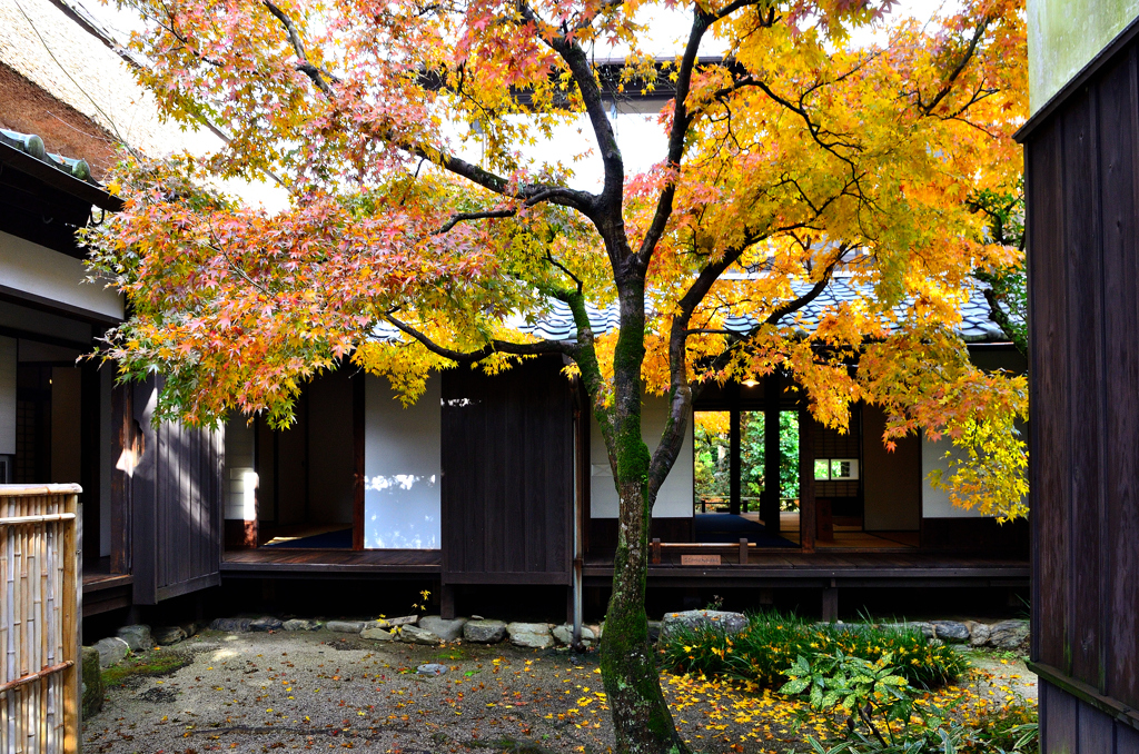 武家屋敷久野邸2024　初冬-01　裏小庭　黄葉①