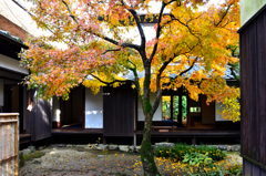 武家屋敷久野邸2024　初冬-01　裏小庭　黄葉①