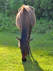2026謹賀新年　「馬」年