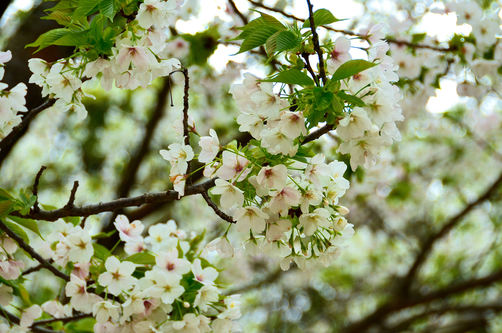 足立公園2020　3月　大島桜