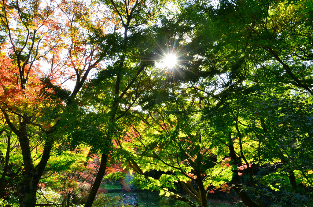 足立公園2020　11月-3　青もみじ