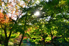 足立公園2020　11月-3　青もみじ