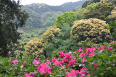 大興善寺2019　4月里山