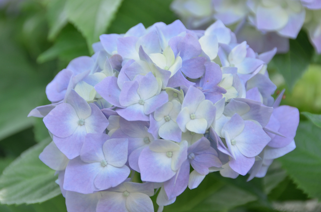 ANTS2020　6月　紫陽花②