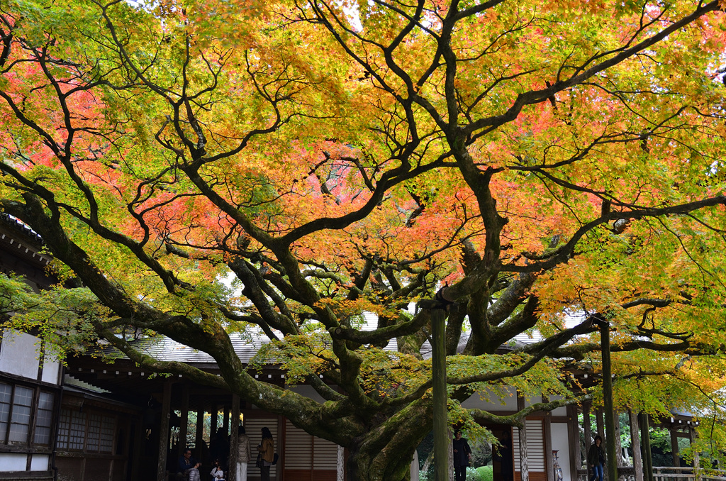 雷山千如寺2019　11月　大楓②