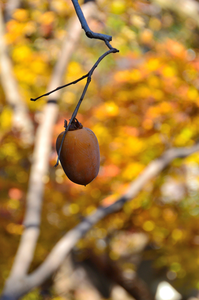 太宰府2023　冬-01　松屋　庭園の柿