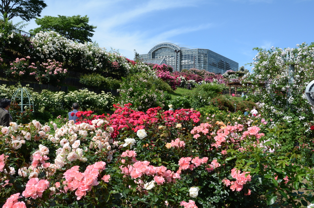 ｸﾞﾘｰﾝﾊﾟｰｸ2018　薔薇園1