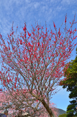 農事ｾﾝﾀｰ2019　火炎？梅