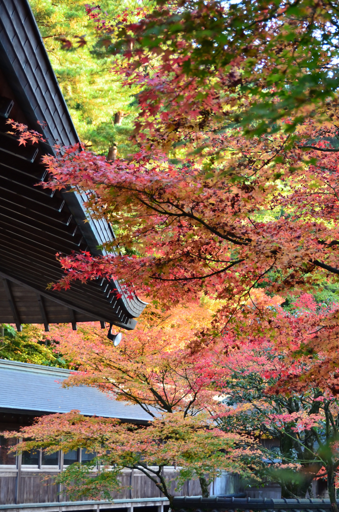 呑山観音寺2020　11月-2　天王院門信会館