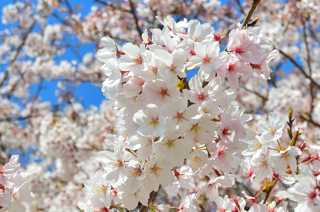 直方2022-1　桜と青空