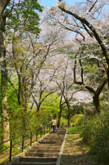 足立公園2020　春　散策　桜と小径