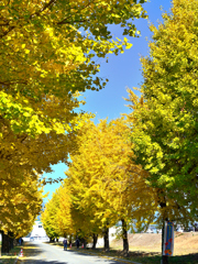 朝倉2021　11月-2　銀杏並木②