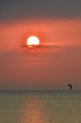 新門司2020　2月-2　朝日＆海鳥