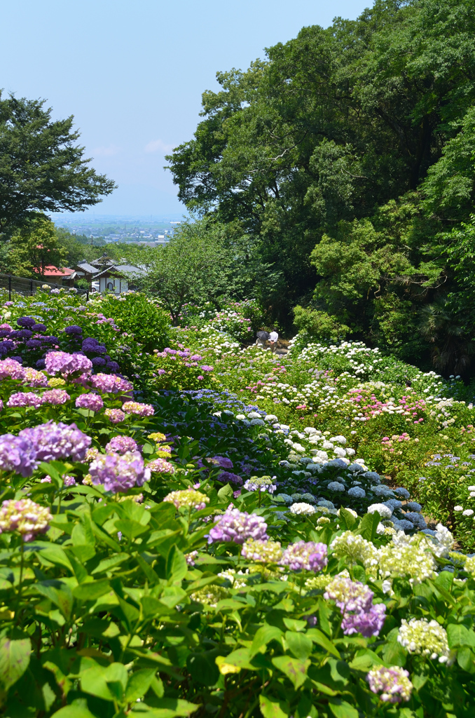千光寺2021　6月-4　紫陽花と眺望