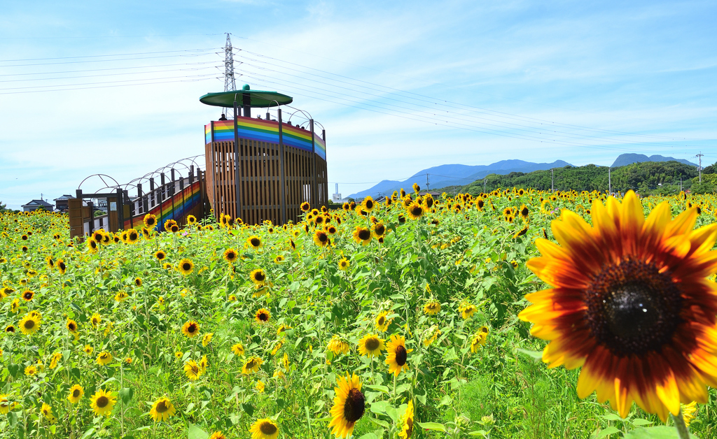 大任町2021　夏-2　展望台と向日葵畑