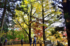 御霊もみじ2022　晩秋-3　紅葉広場