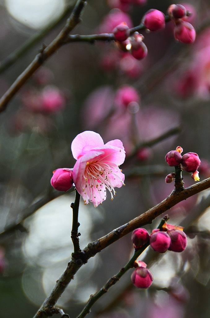 白野江2020　1月-7　紅梅