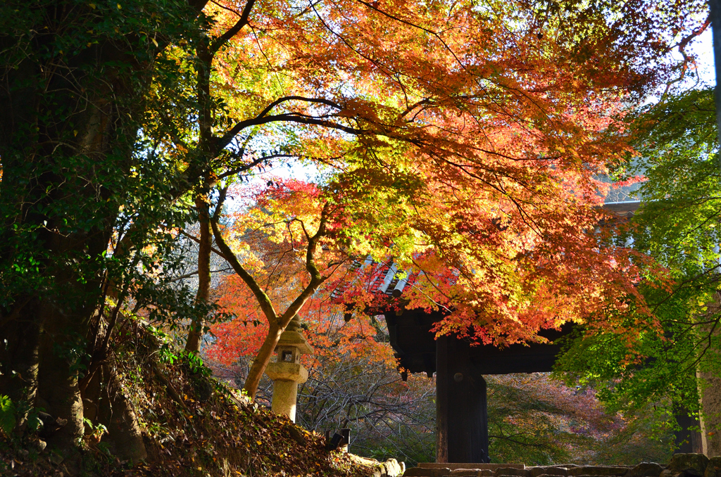 秋月2021　晩秋-02　朝の光を浴びて