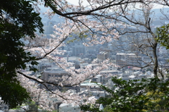 森林公園2018　桜＆都市②