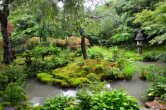 龍安寺2022　雨の西源院　日本庭園
