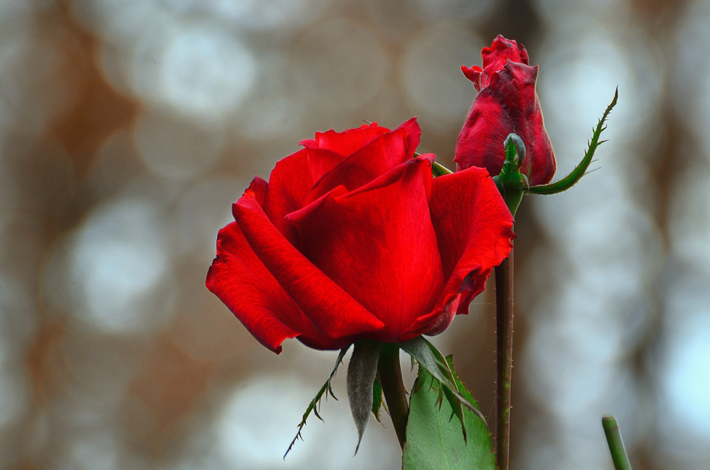 農事センター2021　冬　薔薇　ルーレット