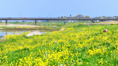 英彦山川2022-2　河川敷　菜の花と日の出大橋