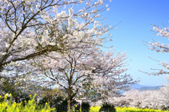 糸島　ゆらりんこ橋2022-5　桜と青空