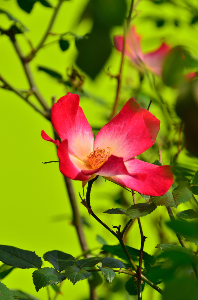 バルコニー2019　4月　薔薇　カクテル