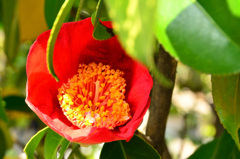 農事センター2019　4月　椿の花
