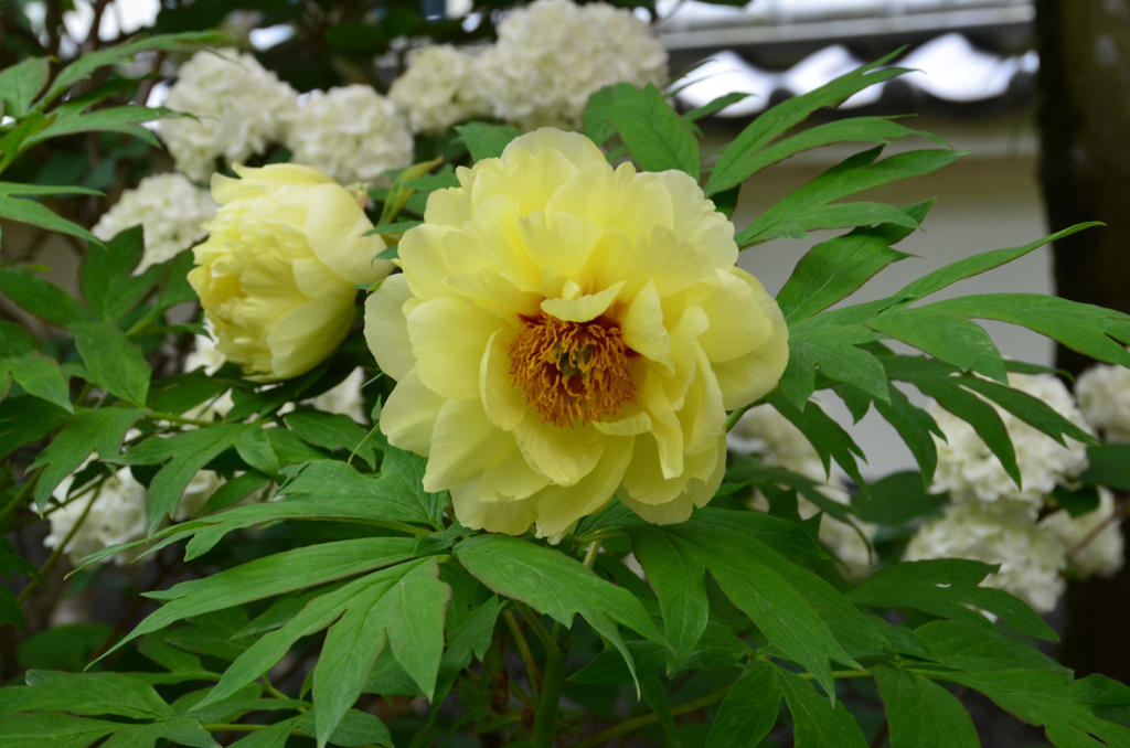 祐徳稲荷神社2018-3　牡丹②