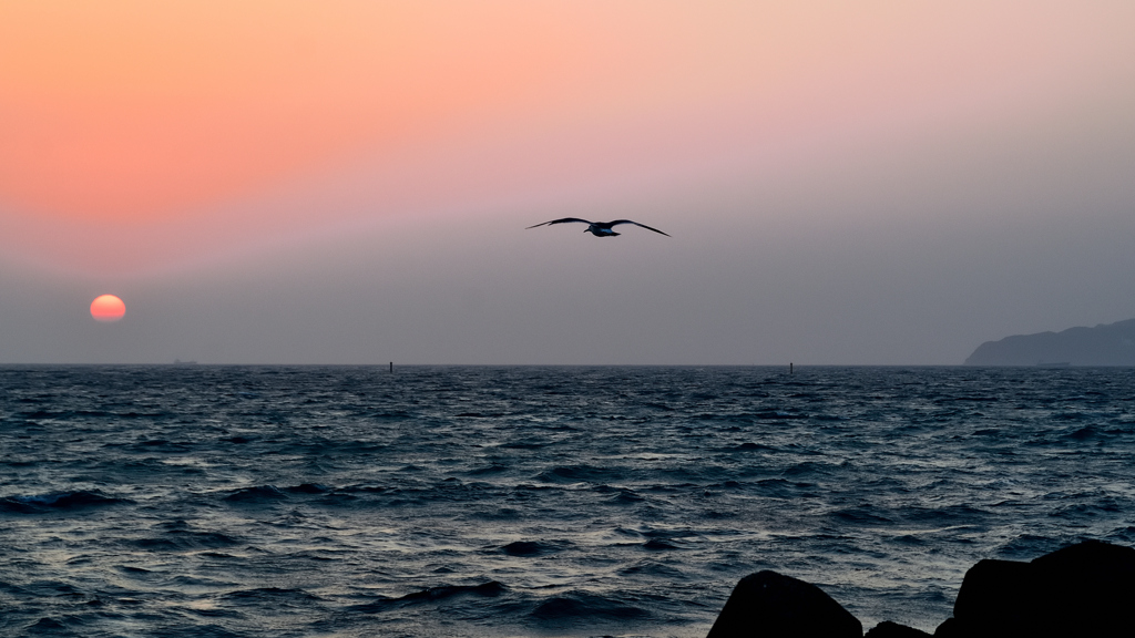 鐘岬2021　2月-9　夕陽とカモメ