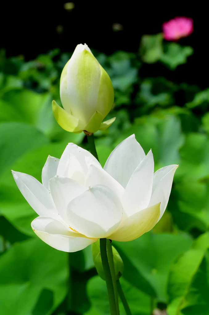 白野江2022　7月-4　白蓮