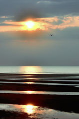 真玉海岸2022　8月-4　夕陽と野鳥